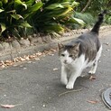大きいけど甘えん坊のキジシロさん。