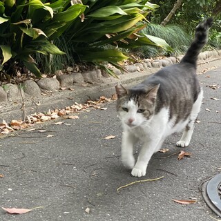 大きいけど甘えん坊のキジシロさん。