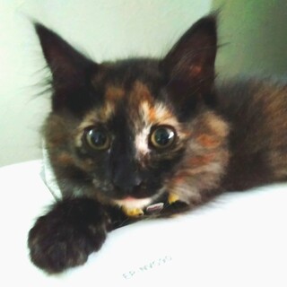 モコモコが魅力のめがたちゃん