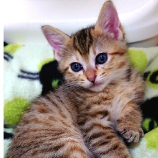 プリプリ♪なデニスちゃん