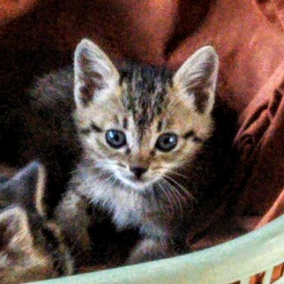 お耳がピュンとしてキュートな女の子♡