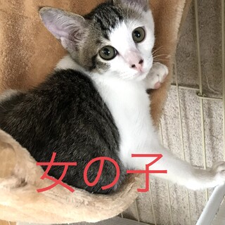 前髪パッツン兄妹♡土手に捨てられていた子猫