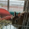 急募ミニウサギ里親募集