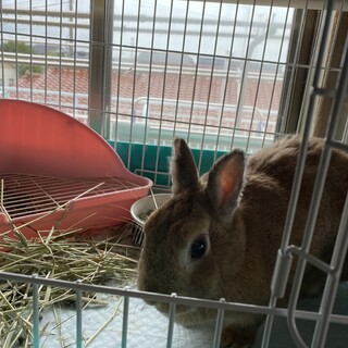 急募ミニウサギ里親募集