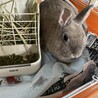 急募ミニウサギ里親募集 サムネイル2