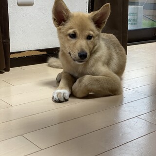 仔犬3ヶ月の女の子