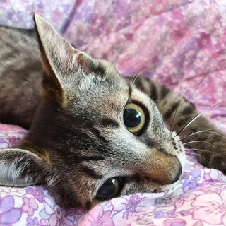 カフェ4きょうだい♡のんびり系女子『ここあちゃん』