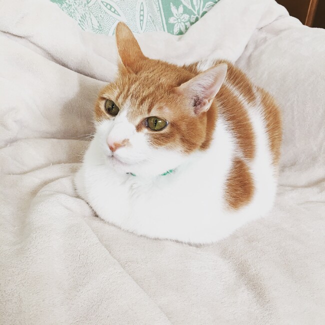 komimi0214のカバー写真