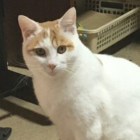 シロ