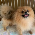 ポメラニアンのなんちゃん