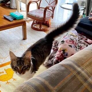 甘えん坊なメインクーンの男の子