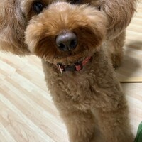 もも