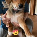子犬の里親さん募集中です！生後３ヶ月の元気な子犬