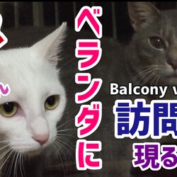 【ベランダの訪問者】