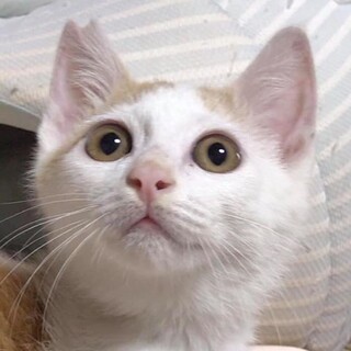 甘えん坊イケニャン　ママ募集中