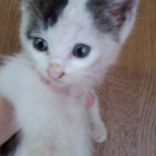 （7/24からトライアル）1.5カ月くらいの子猫