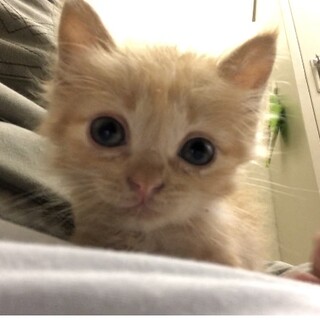 茶トラ中長毛＊かわいい女の子