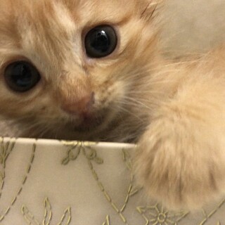 茶トラ中長毛＊かわいい元気な女の子