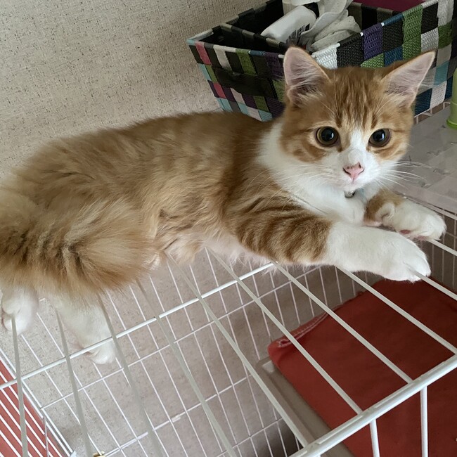 HINATA2のカバー写真