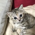 先天性異常の子猫ちゃん