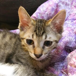 カフェ4きょうだい♡憂い顔男子『ちょこくん』