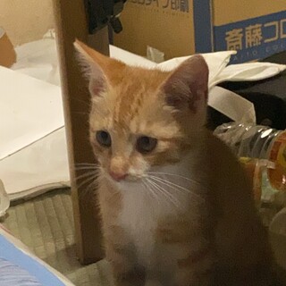 家族になってくれる方探してます