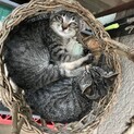 にゃんこ貰って下さい！黒猫シマブチ7匹います