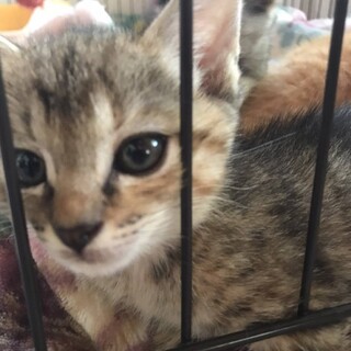 可愛いいキジトラ仔猫ちゃん