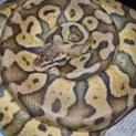 ボールパイソンスーパーパステル　1.2ｍ　♂
