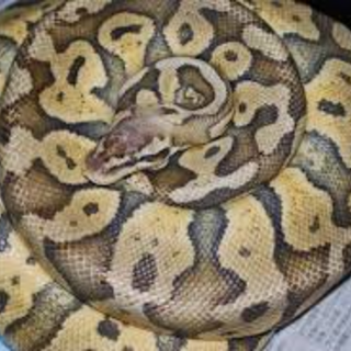 ボールパイソンスーパーパステル　1.2ｍ　♂