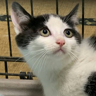 フグ田マスオ★可愛いハチワレパンダちゃん