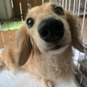 ダックスのひろめちゃん