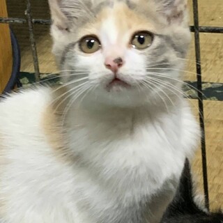 磯野わかめ★可愛いパステル三毛ちゃん