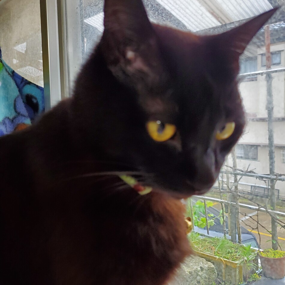 ゆりのカバー写真