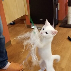 観光地の猫カフェ行き、野良ちゃんに会う