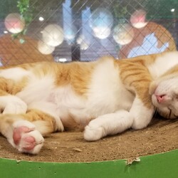 「観光地の猫カフェ行き、野良ちゃんに会う」サムネイル2