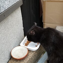 「観光地の猫カフェ行き、野良ちゃんに会う」サムネイル3