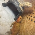 フトアゴヒゲトカゲ2歳×2匹 3歳×1匹