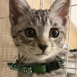 【生後3ヶ月子猫☆サバトラ大雅】