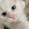みかん145