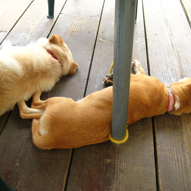 コテ丸のカバー写真