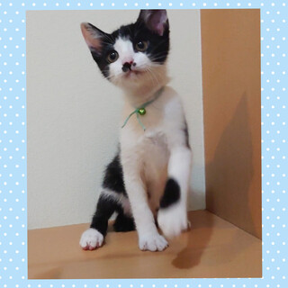 可愛い顔した元気な黒白くん☆動画あります♪