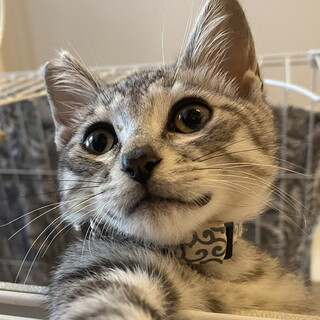 【生後3ヶ月子猫☆サバトラ風雅】