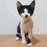 可愛い顔した元気な黒白くん☆動画あります♪ サムネイル2