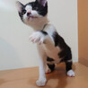可愛い顔した元気な黒白くん☆動画あります♪ サムネイル3
