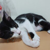 可愛い顔した元気な黒白くん☆動画あります♪ サムネイル4