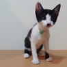 可愛い顔した元気な黒白くん☆動画あります♪ サムネイル5