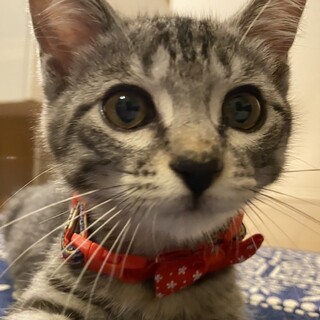 【生後3ヶ月子猫☆サバトラ雅】