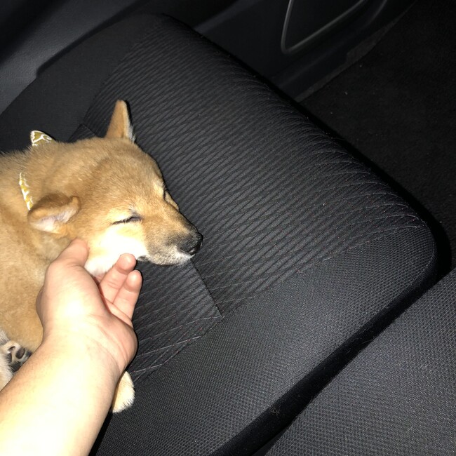 やこゆきのカバー写真