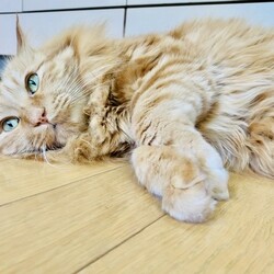 サッスー、元気にしています